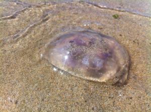 1146613_10151849534807975_808306332_n